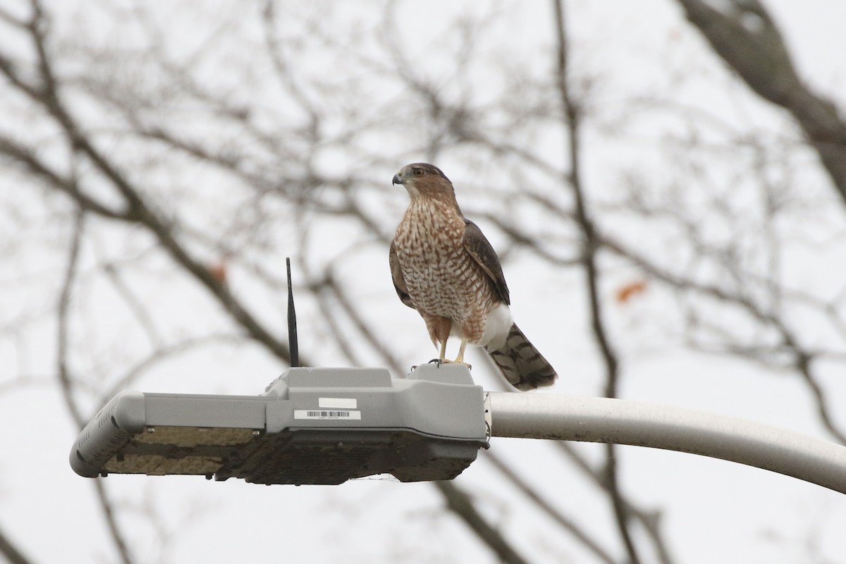 Cooper's Hawk - ML647020873