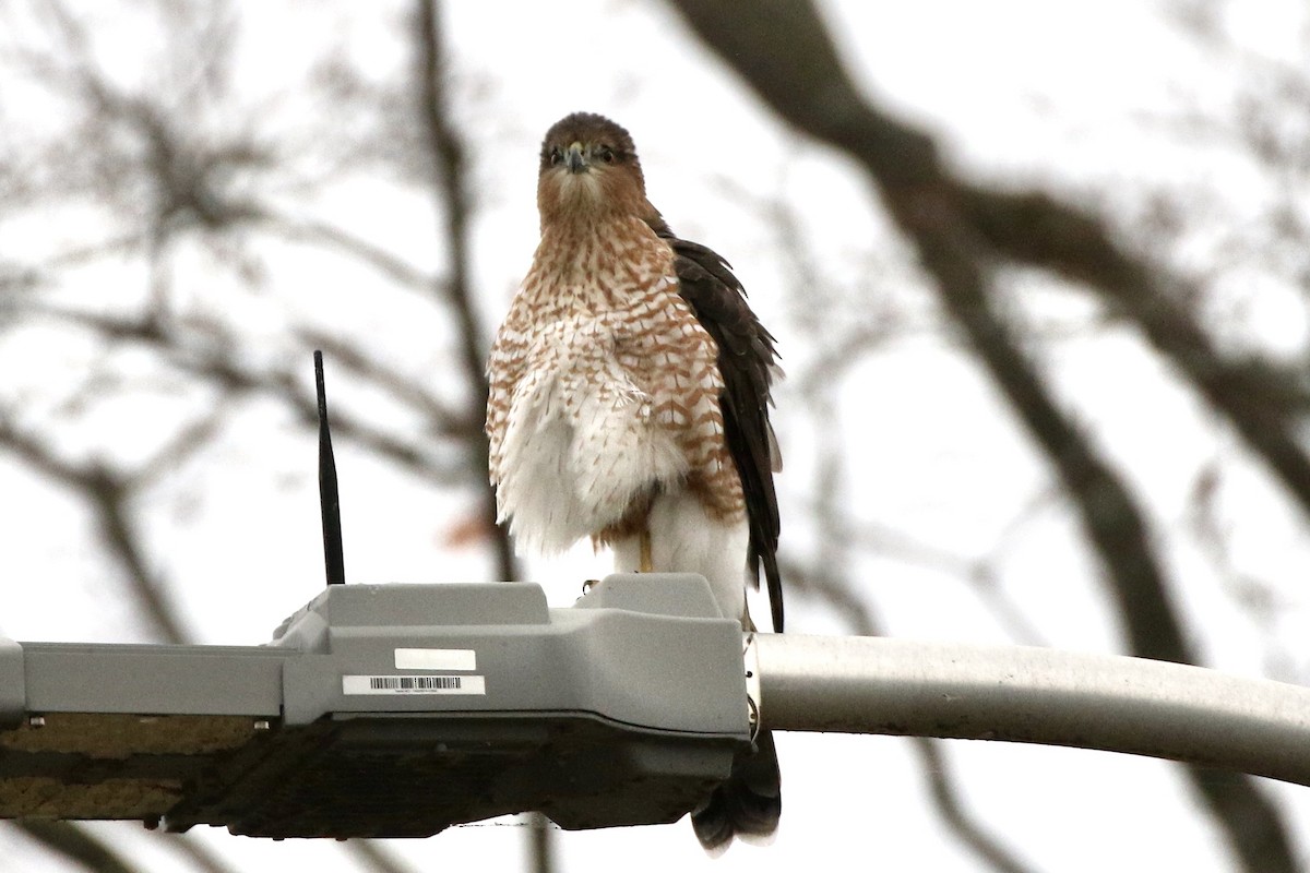 Cooper's Hawk - ML647020875