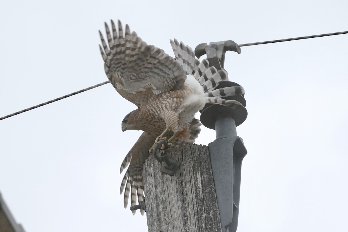 Cooper's Hawk - ML647020878