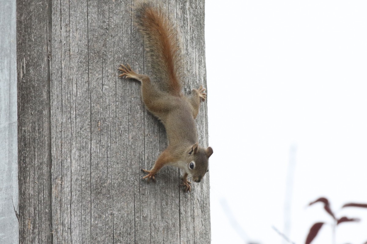 American Red Squirrel - ML647020884