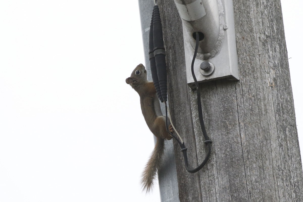 American Red Squirrel - ML647020908