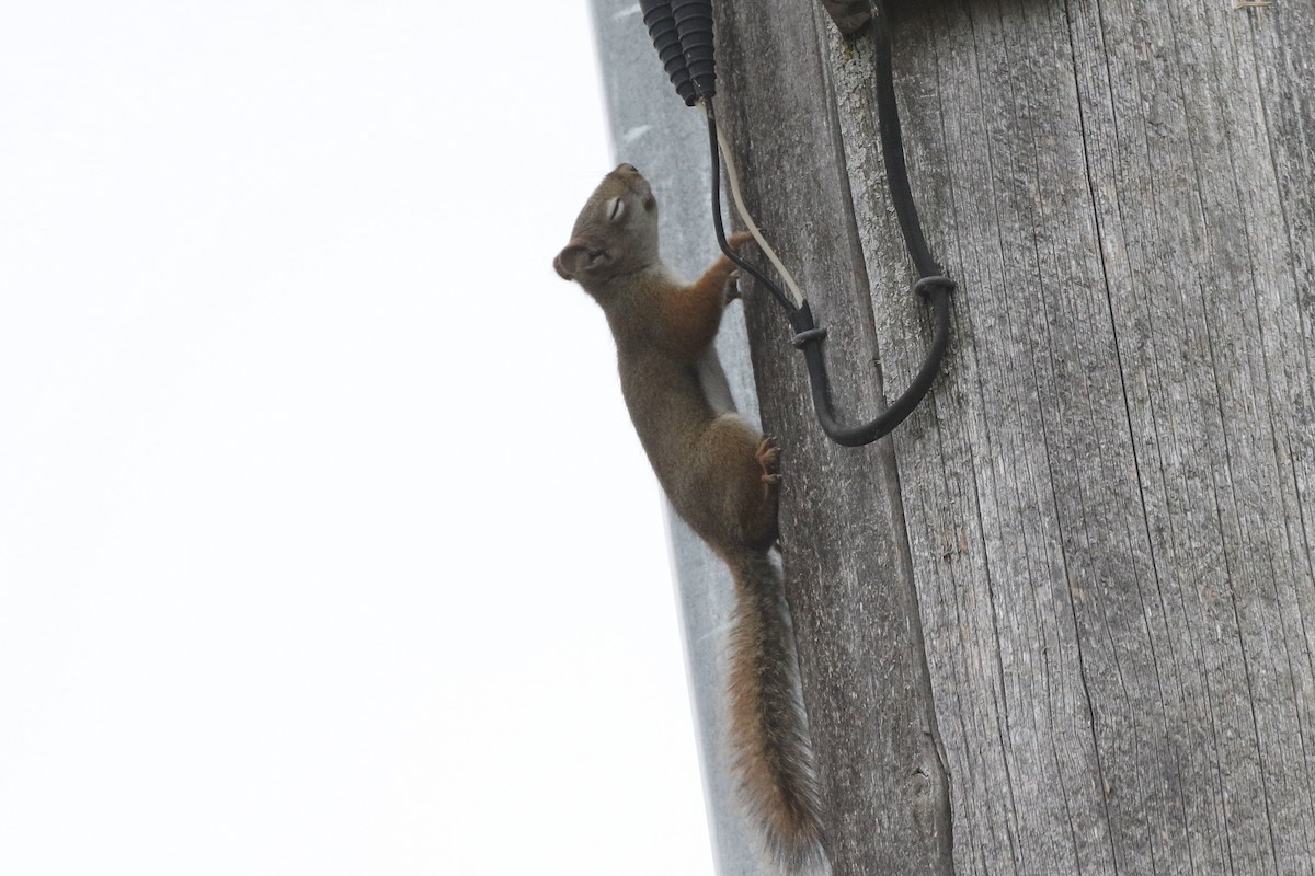 American Red Squirrel - ML647020912