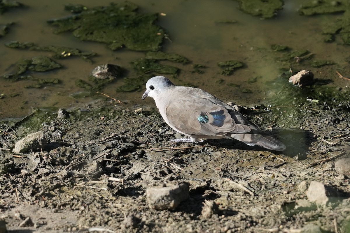 Emerald-spotted Wood-Dove - ML647020913