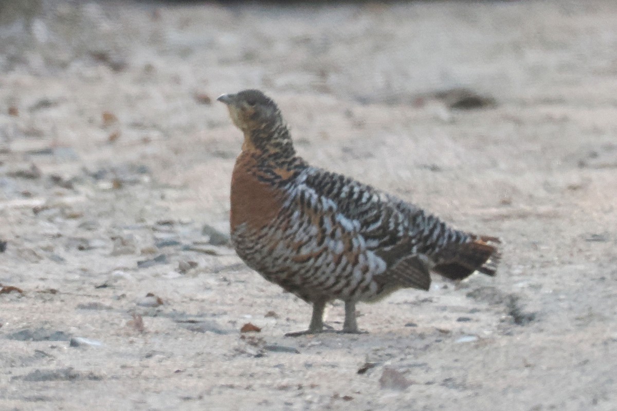 tetřev hlušec - ML647020914