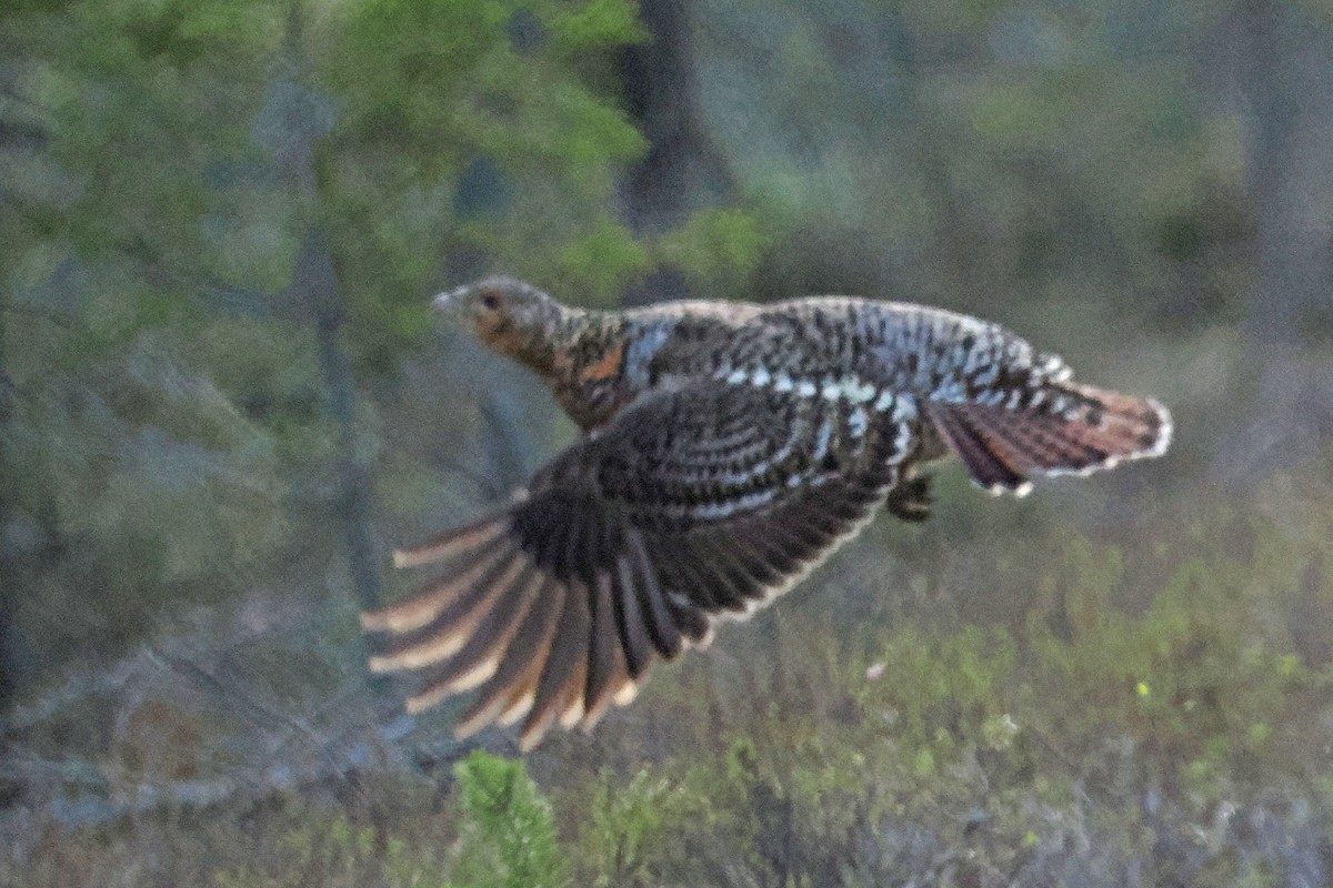 tetřev hlušec - ML647020915