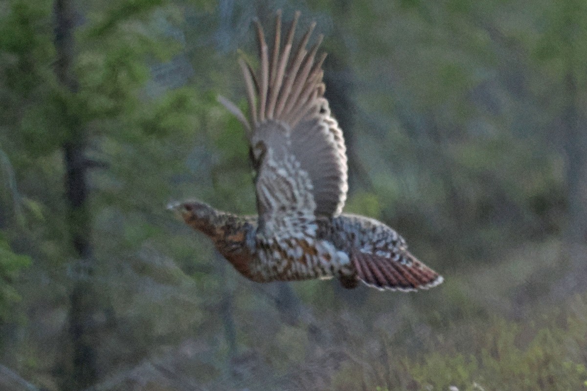 tetřev hlušec - ML647020916