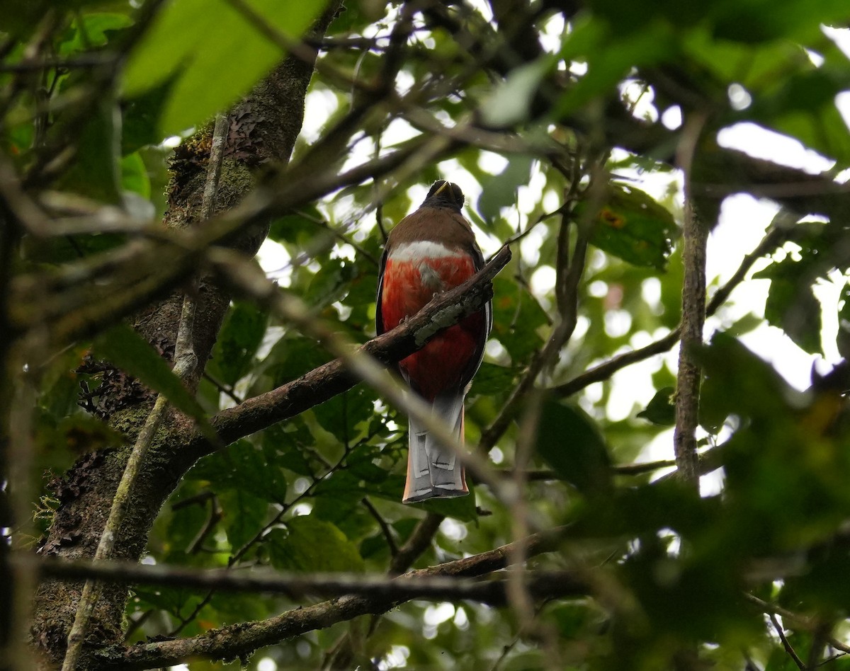 båndtrogon - ML647020919