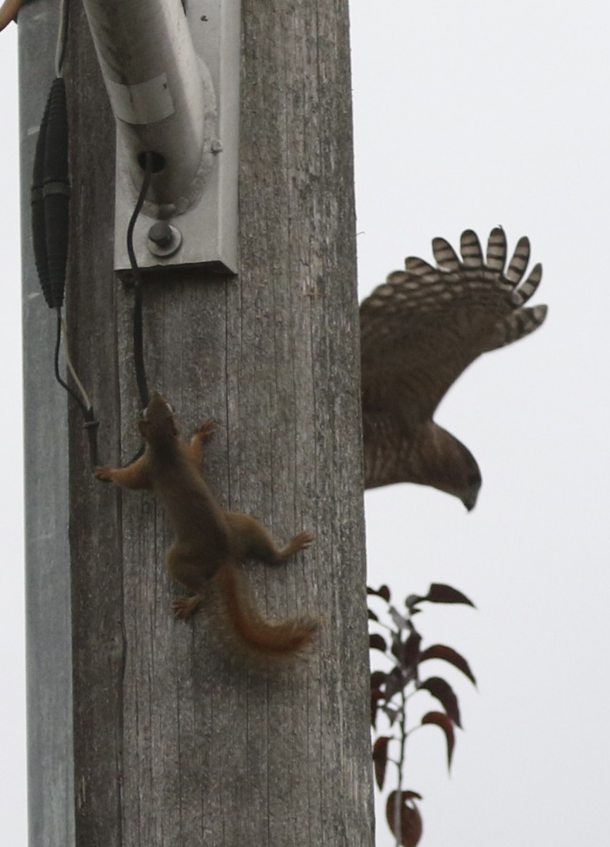 Cooper's Hawk - ML647020923