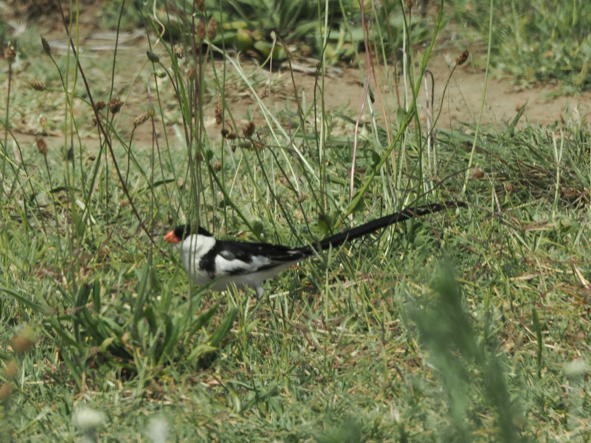 Pin-tailed Whydah - ML647020925
