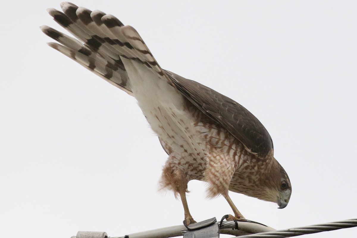 Cooper's Hawk - ML647020929
