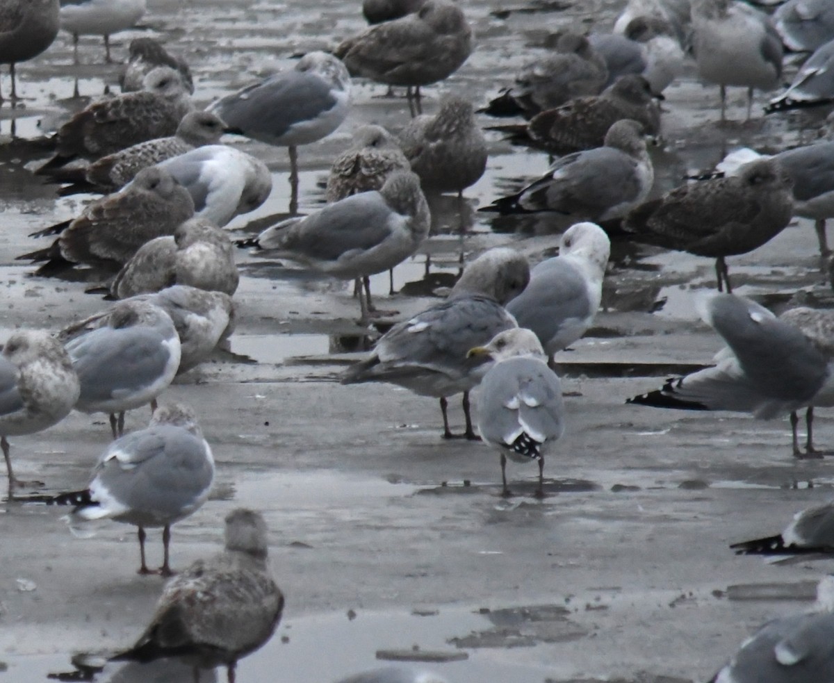 Glaucous-winged Gull - ML647020931