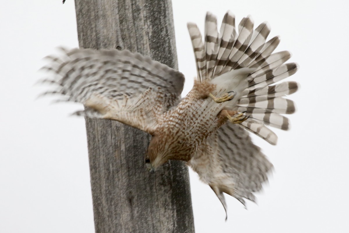 Cooper's Hawk - ML647020943