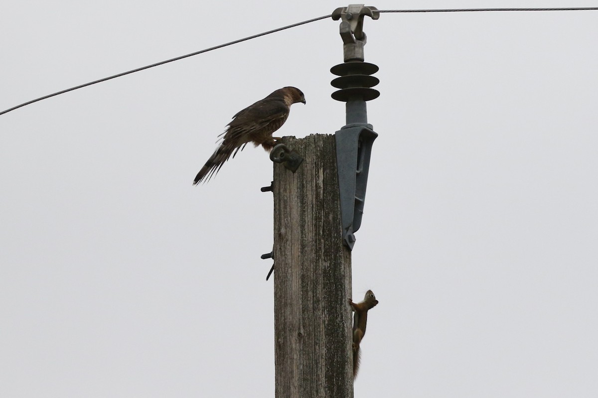 Cooper's Hawk - ML647020950