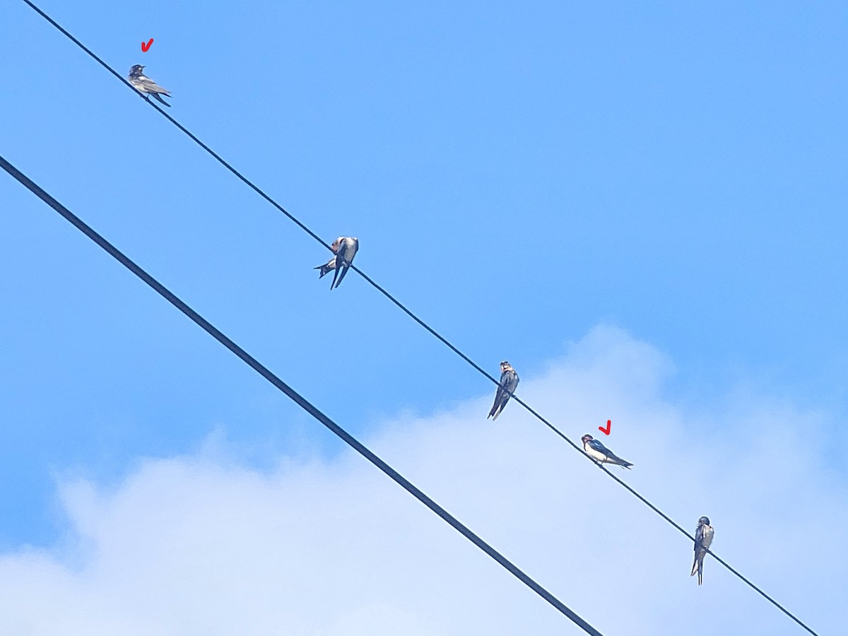 vlaštovka obecná - ML647020951