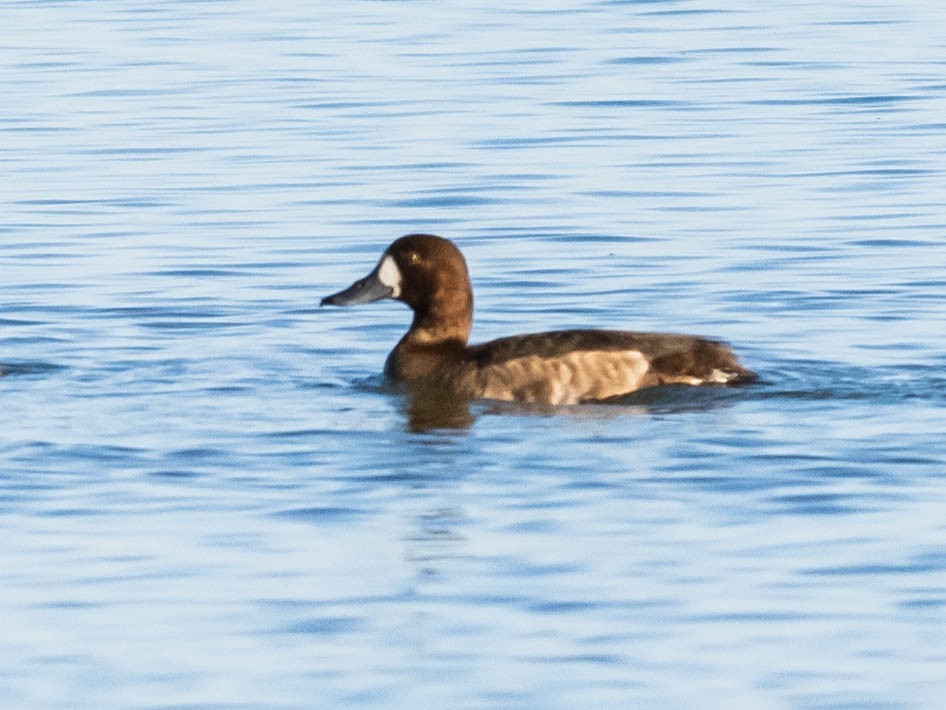 スズガモ - ML647020954