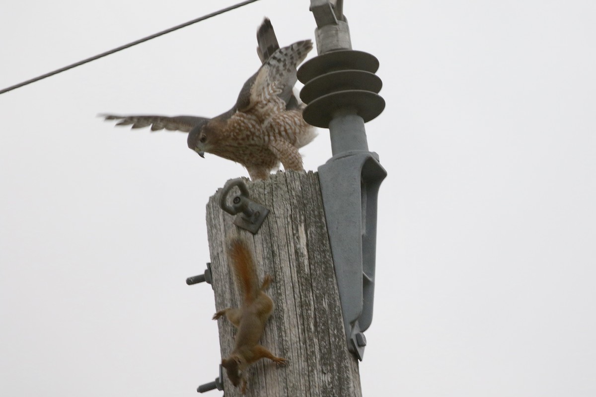 Cooper's Hawk - ML647020956