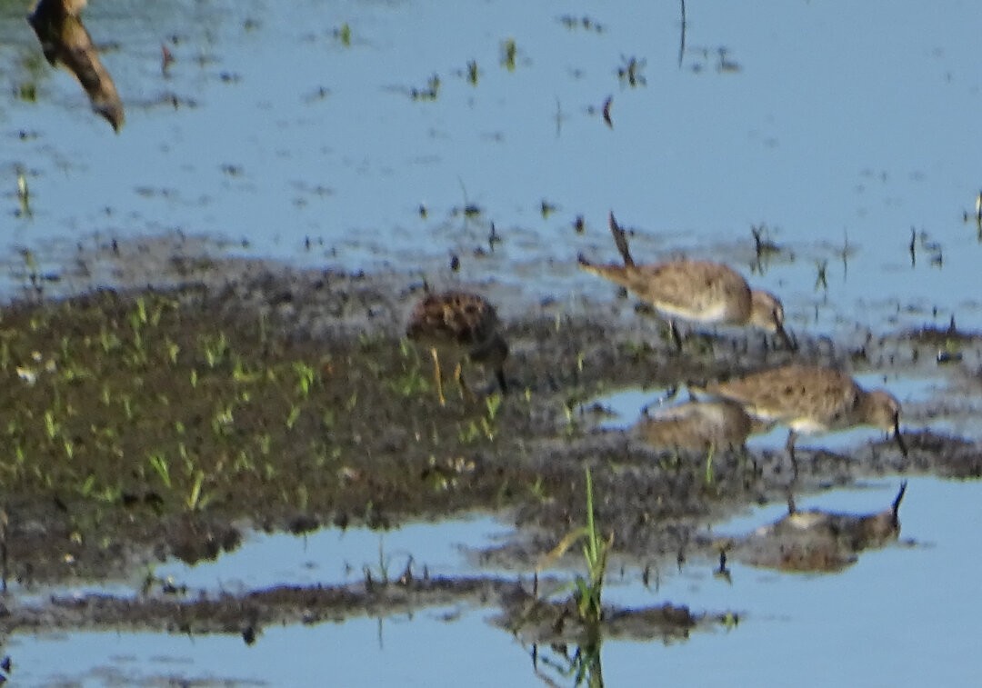 Pectoral Sandpiper - ML647020958