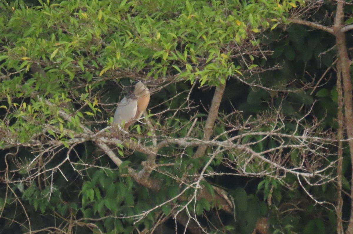 Boat-billed Heron - ML647020959