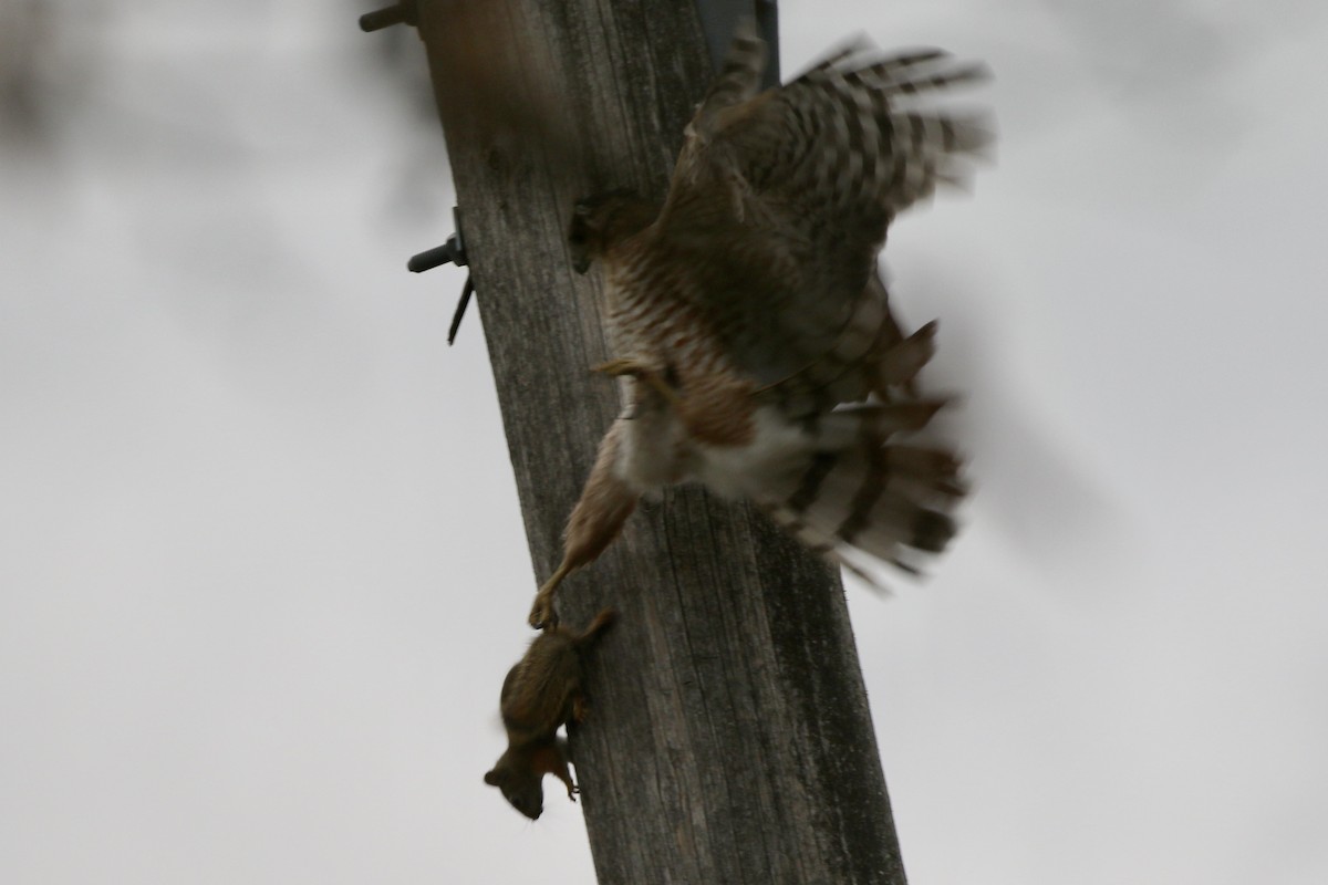 Cooper's Hawk - ML647020970