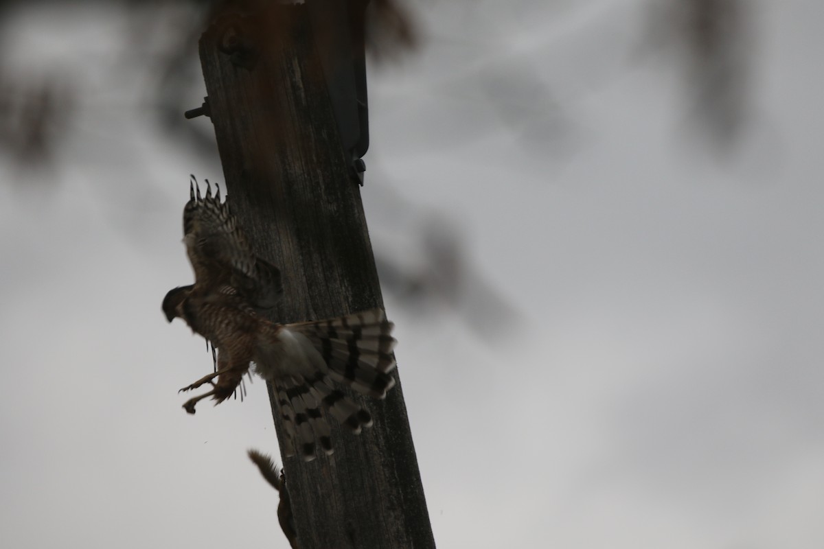 Cooper's Hawk - ML647020974
