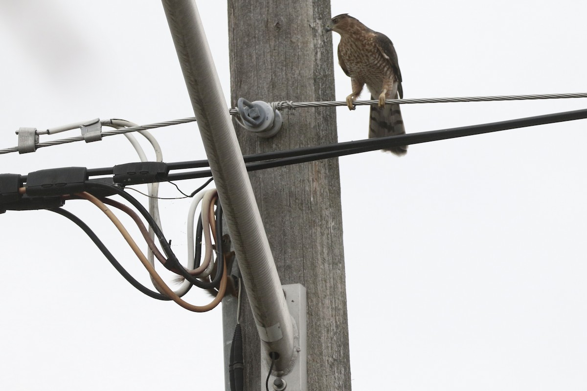 Cooper's Hawk - ML647020983