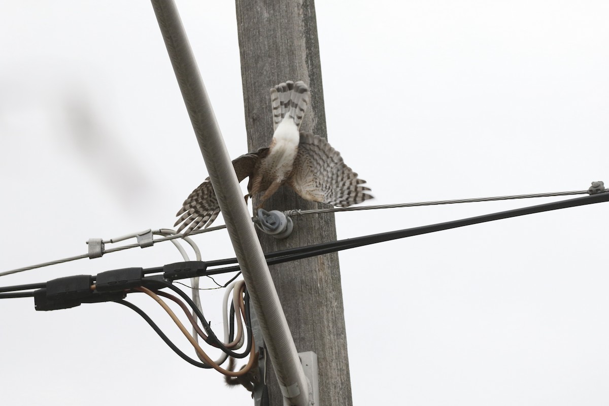 Cooper's Hawk - ML647020986