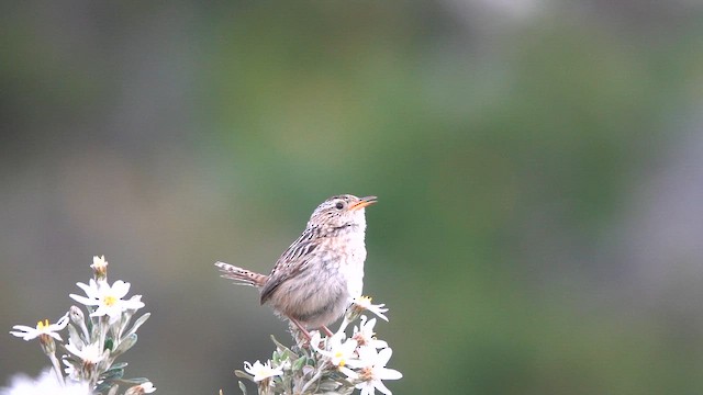 Травяной крапивник - ML647020987