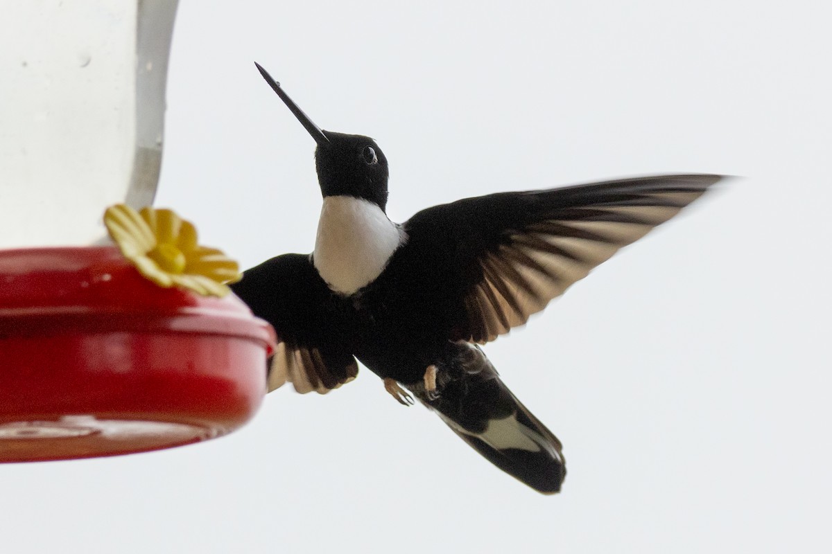 Collared Inca (Collared) - ML647020994