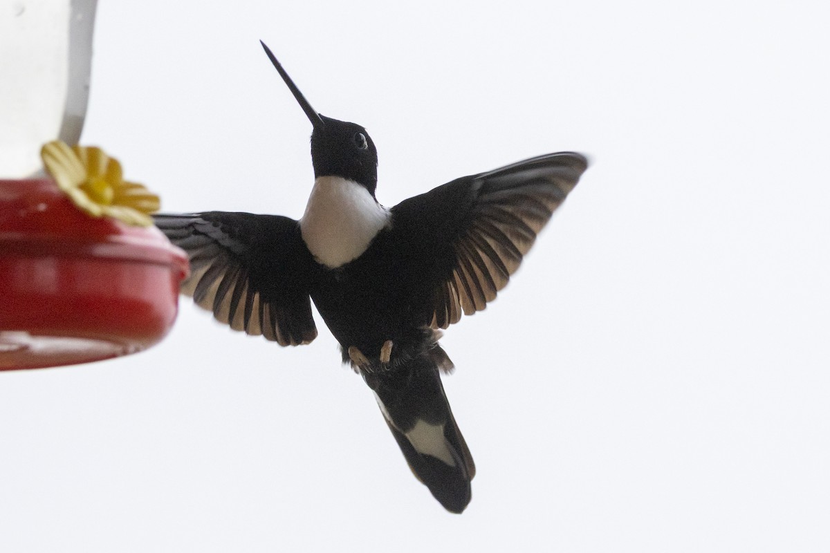 Collared Inca (Collared) - ML647020995