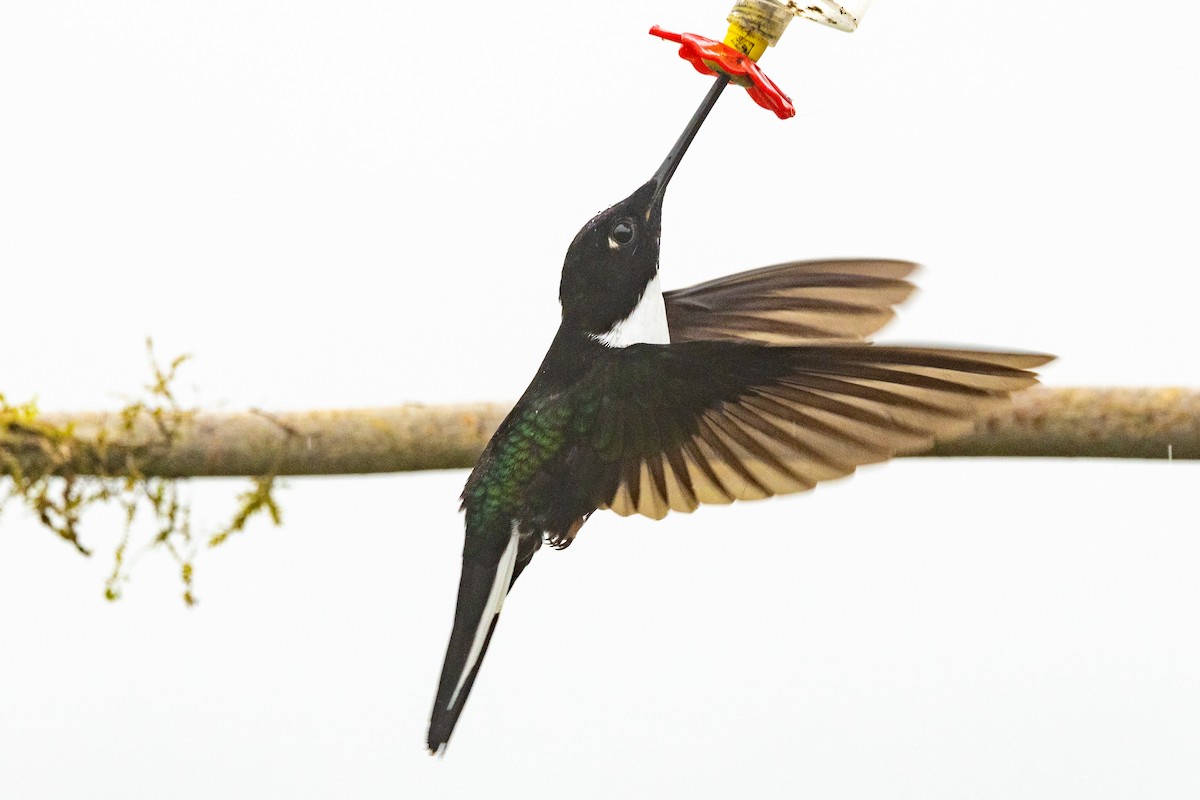 Collared Inca (Collared) - ML647020996