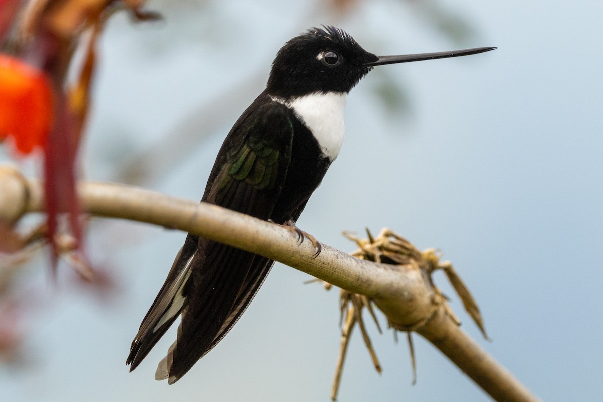 Collared Inca (Collared) - ML647020997