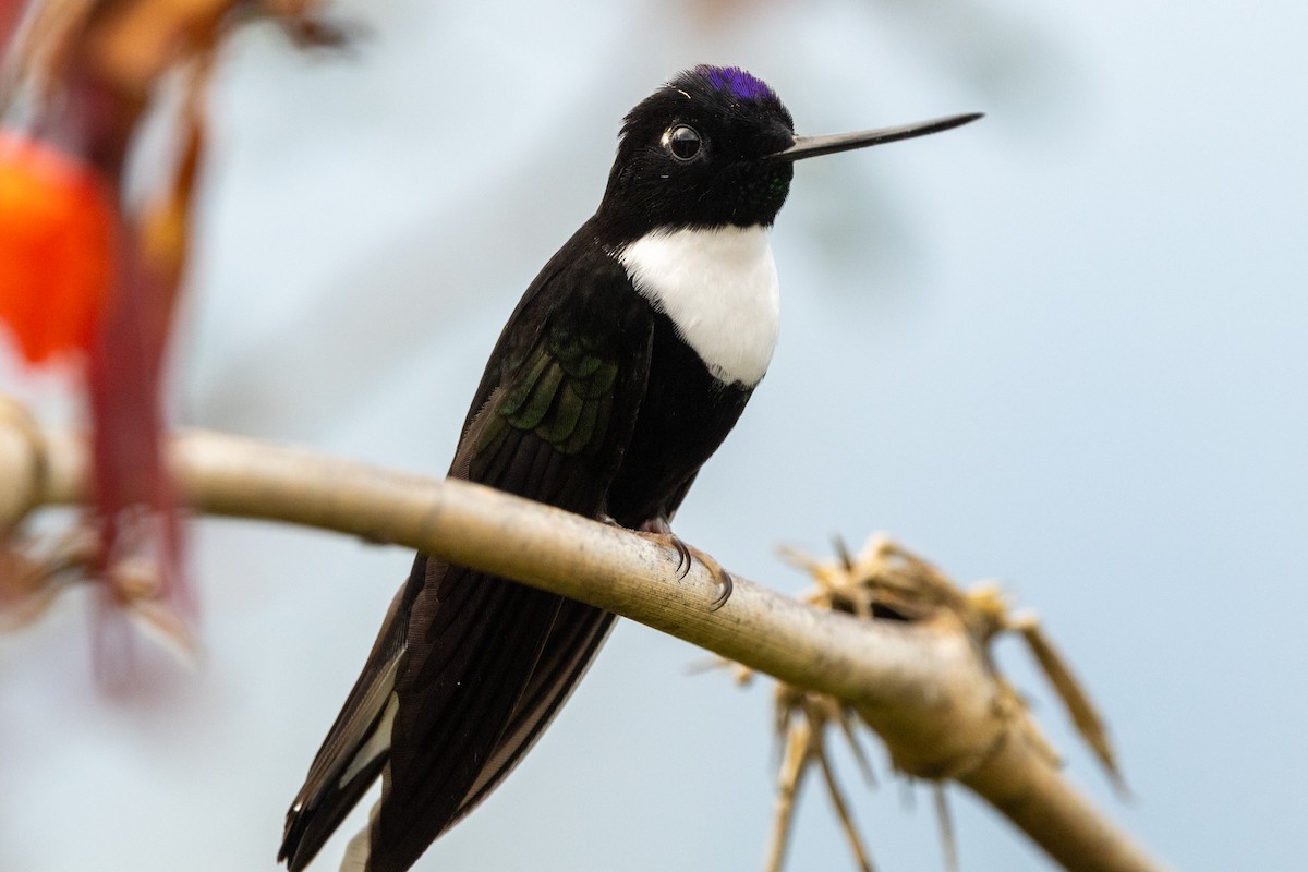 Collared Inca (Collared) - ML647020998