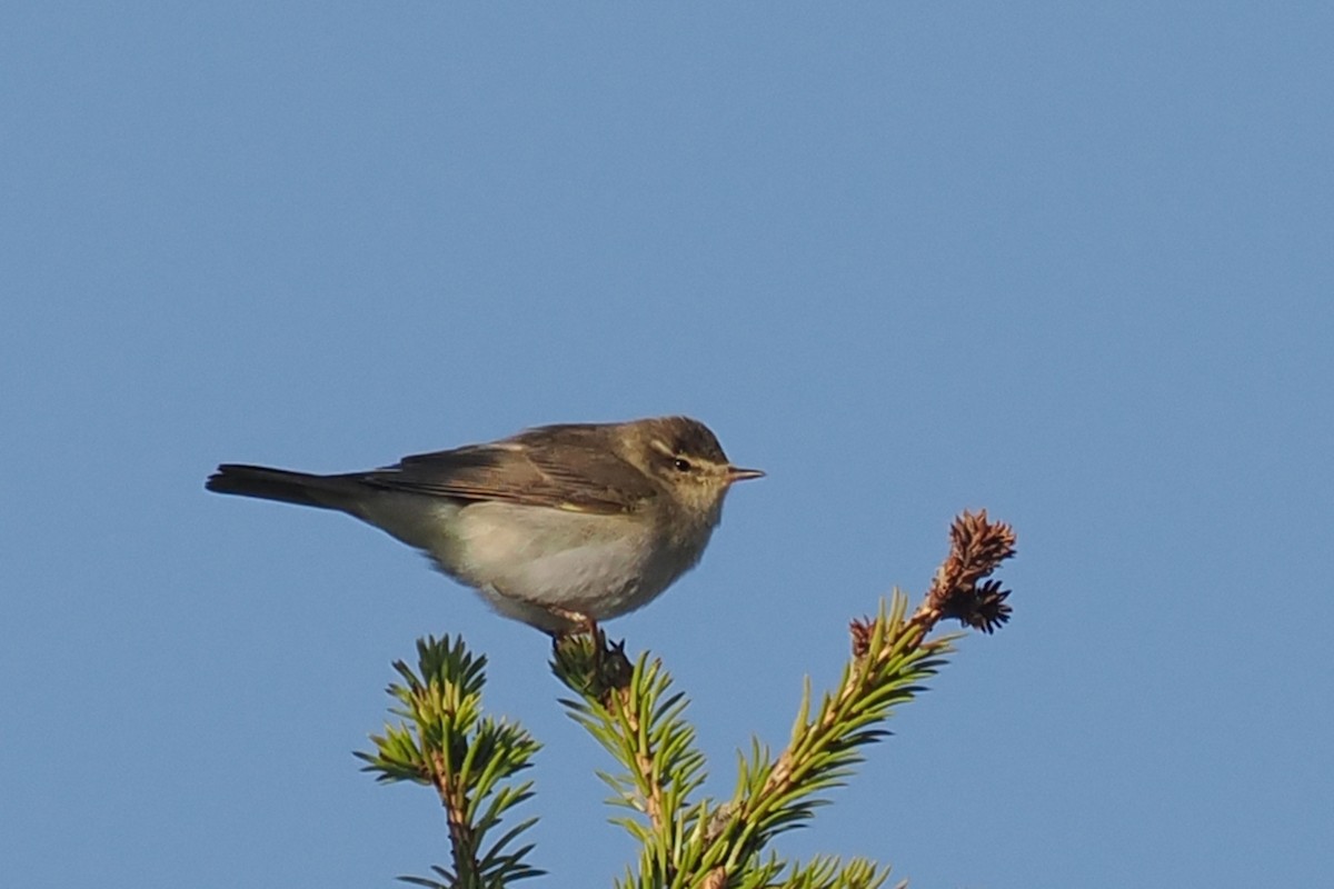 עלווית אפורה - ML647021005