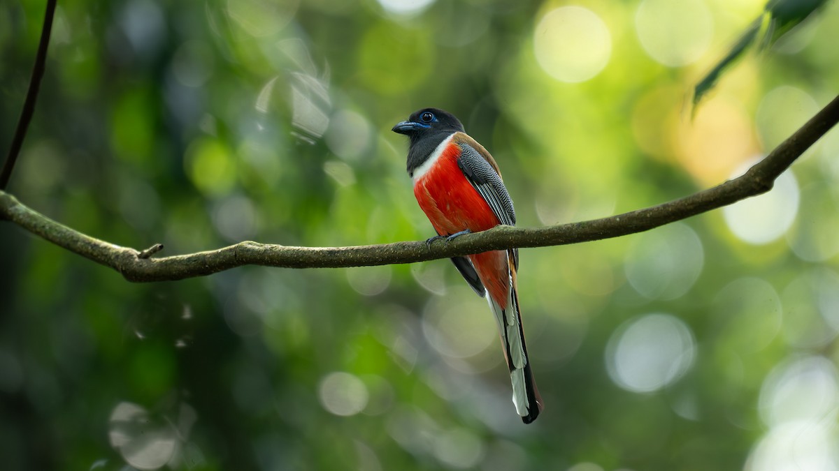 Trogon de Malabar - ML647021010