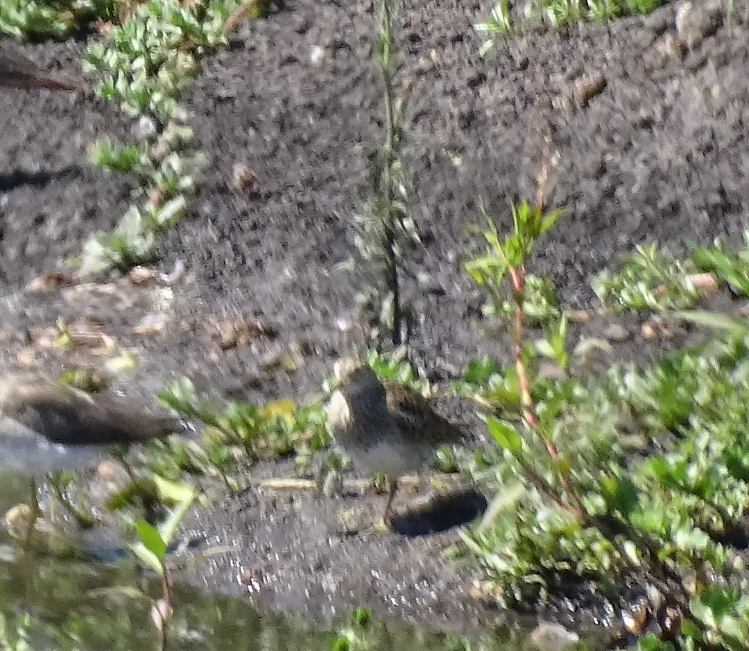 Pectoral Sandpiper - ML647021014