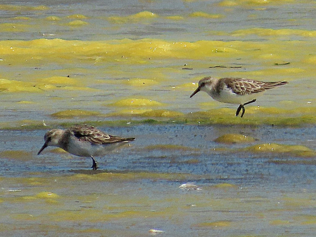 小濱鷸 - ML647021016