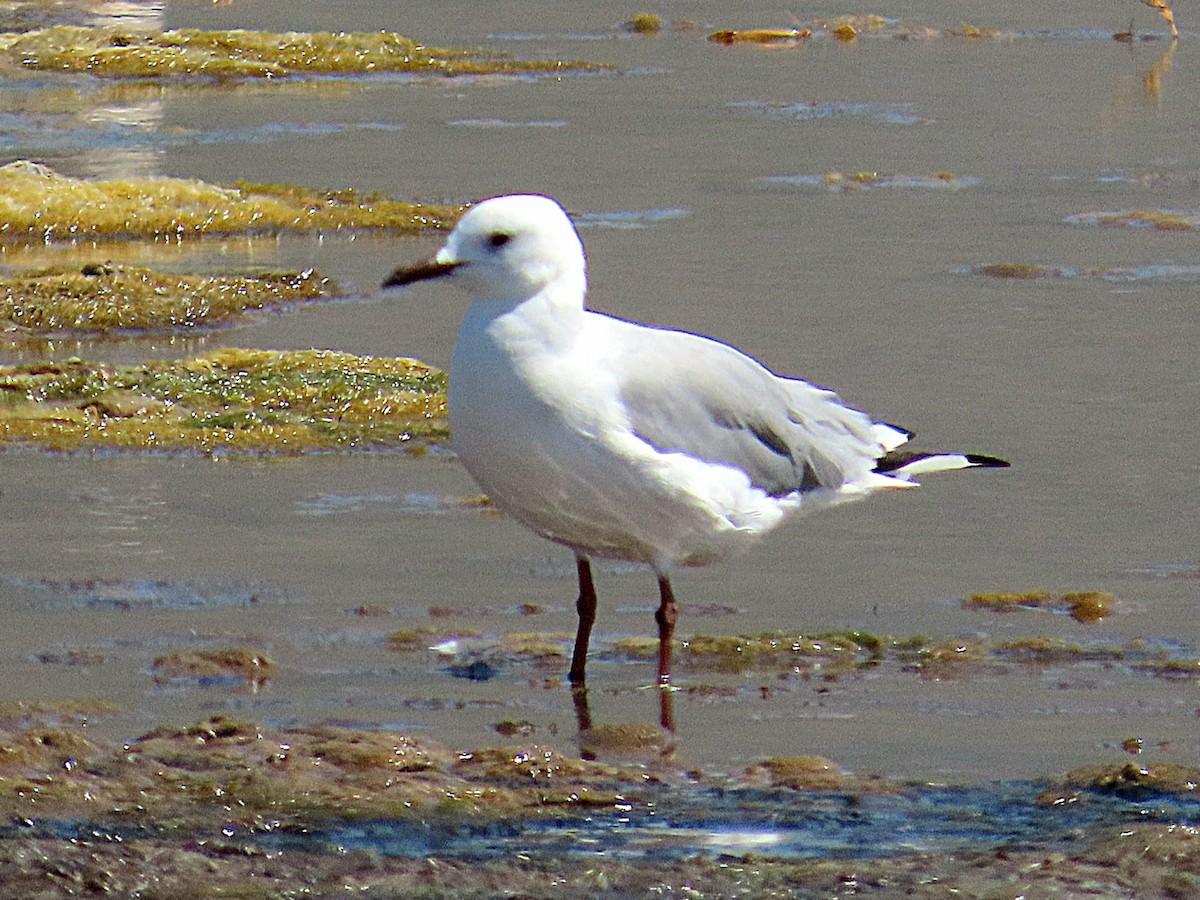 Hartlaub's Gull - ML647021030