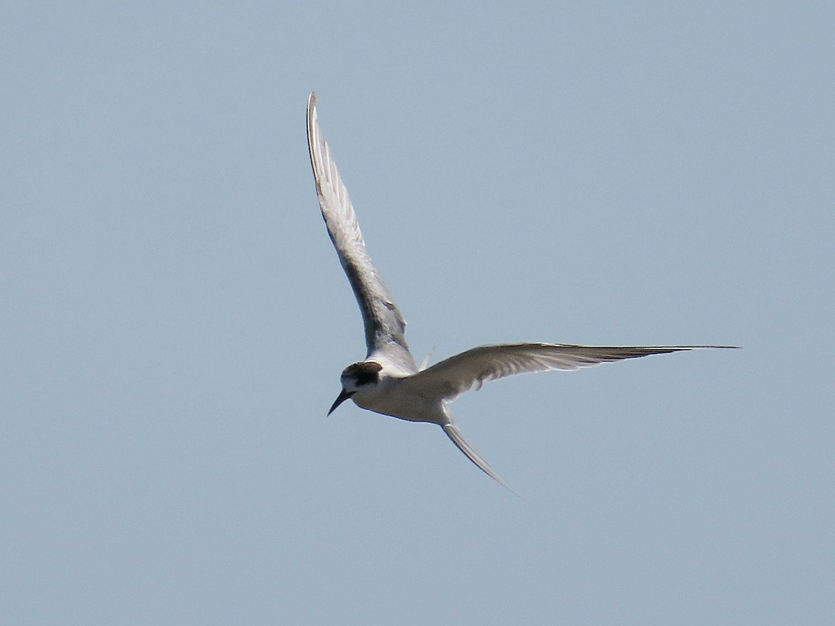 Common Tern - ML647021032