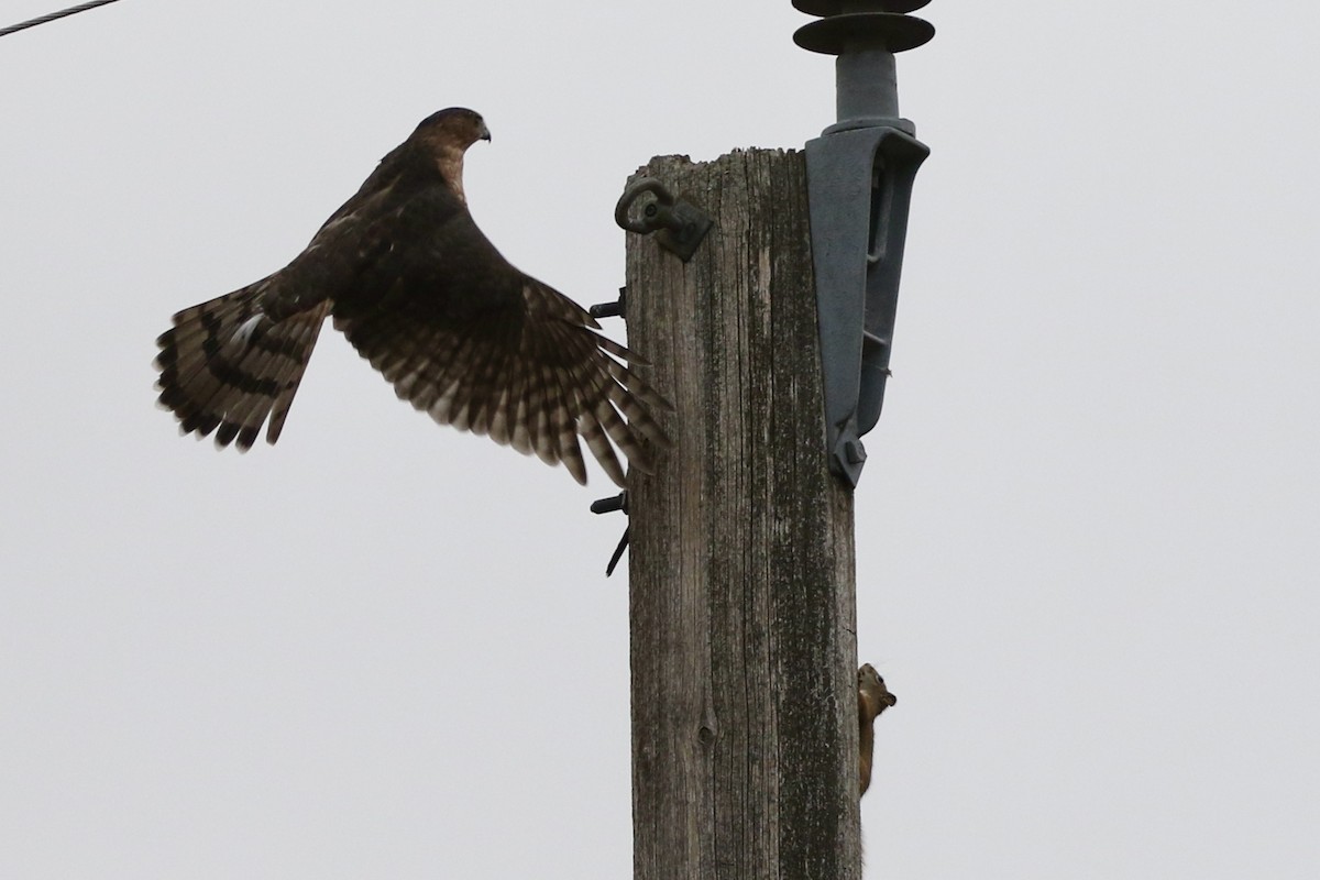 Cooper's Hawk - ML647021033