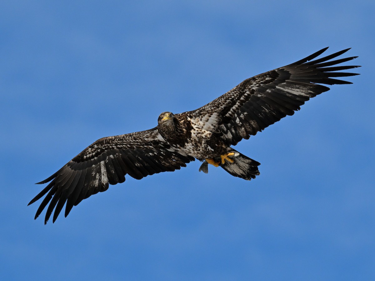 Bald Eagle - ML647021038