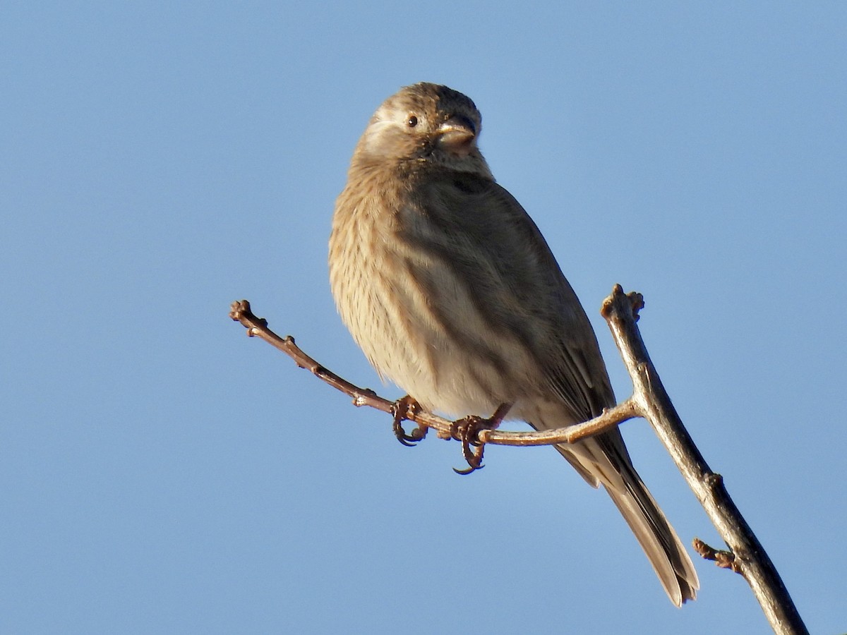 House Finch - ML647021040