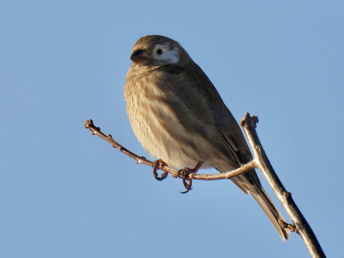 House Finch - ML647021041