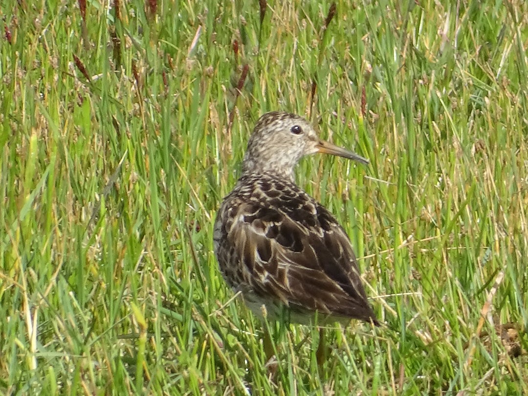 Pectoral Sandpiper - ML647021044