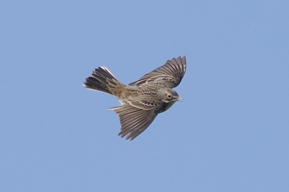 マキバタヒバリ - ML647021048