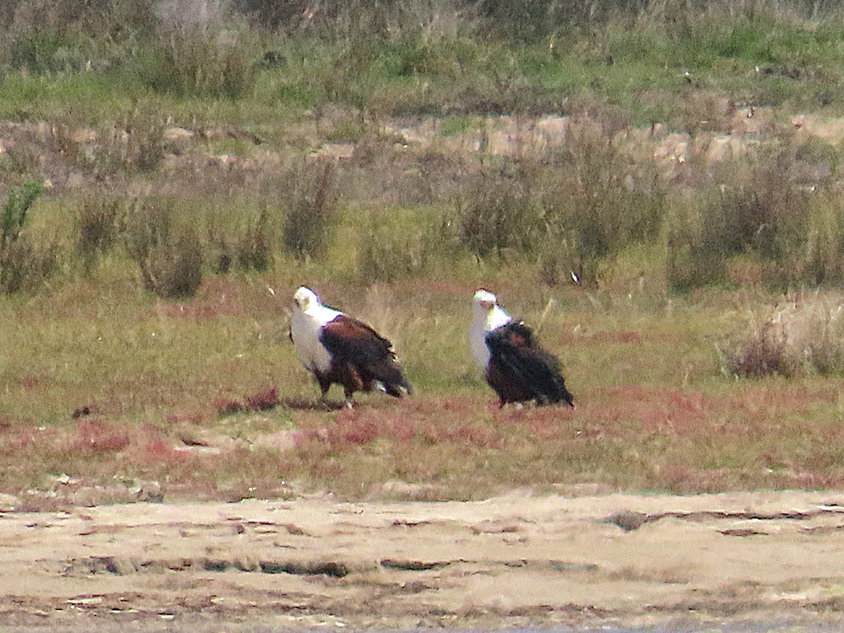 African Fish-Eagle - ML647021051