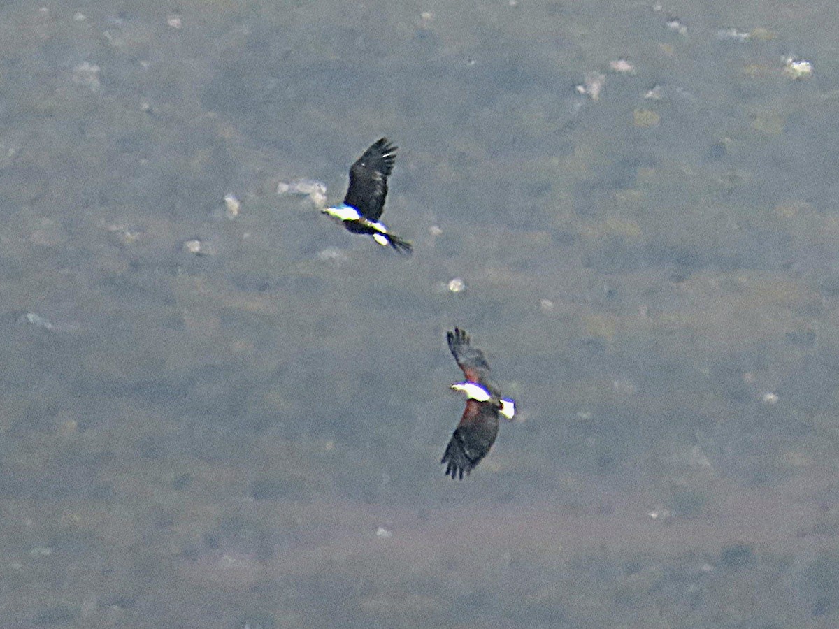 African Fish-Eagle - ML647021052