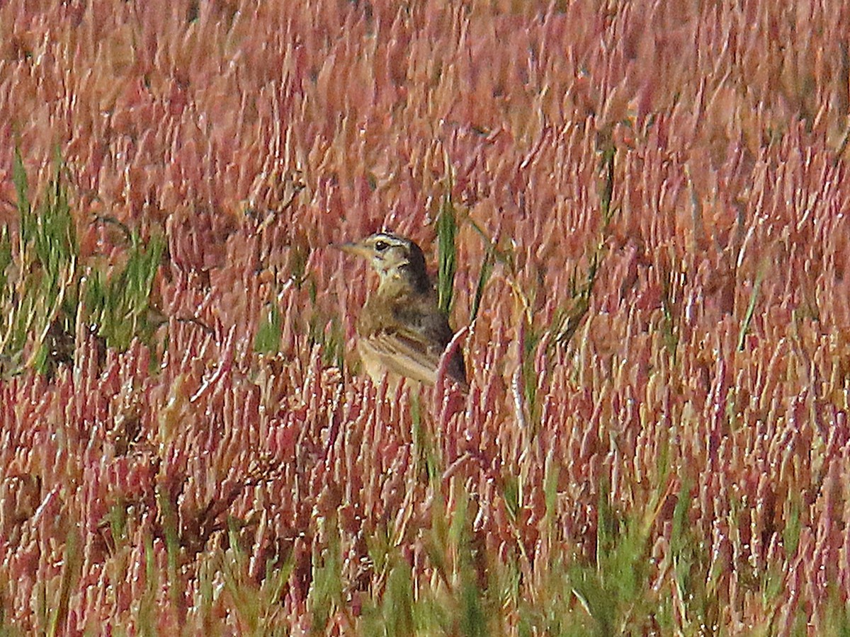 Plain-backed Pipit - ML647021068