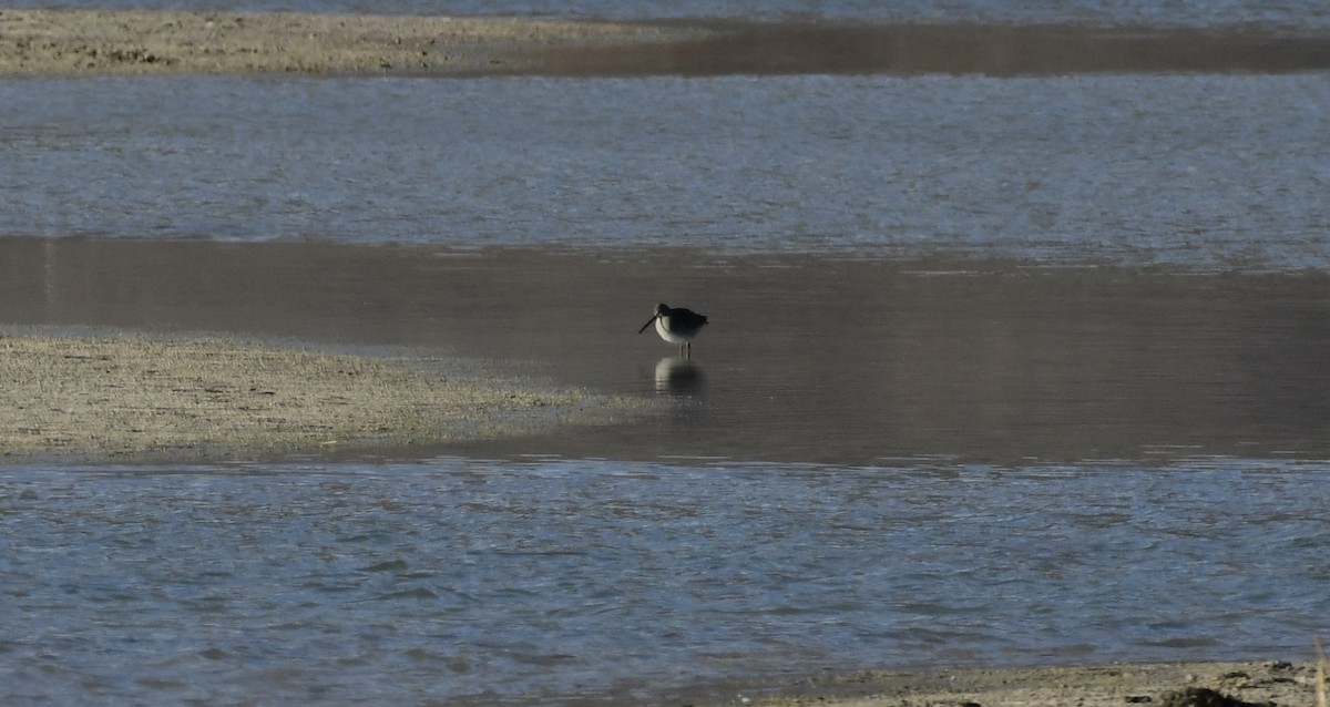 Long-billed Dowitcher - ML647021070