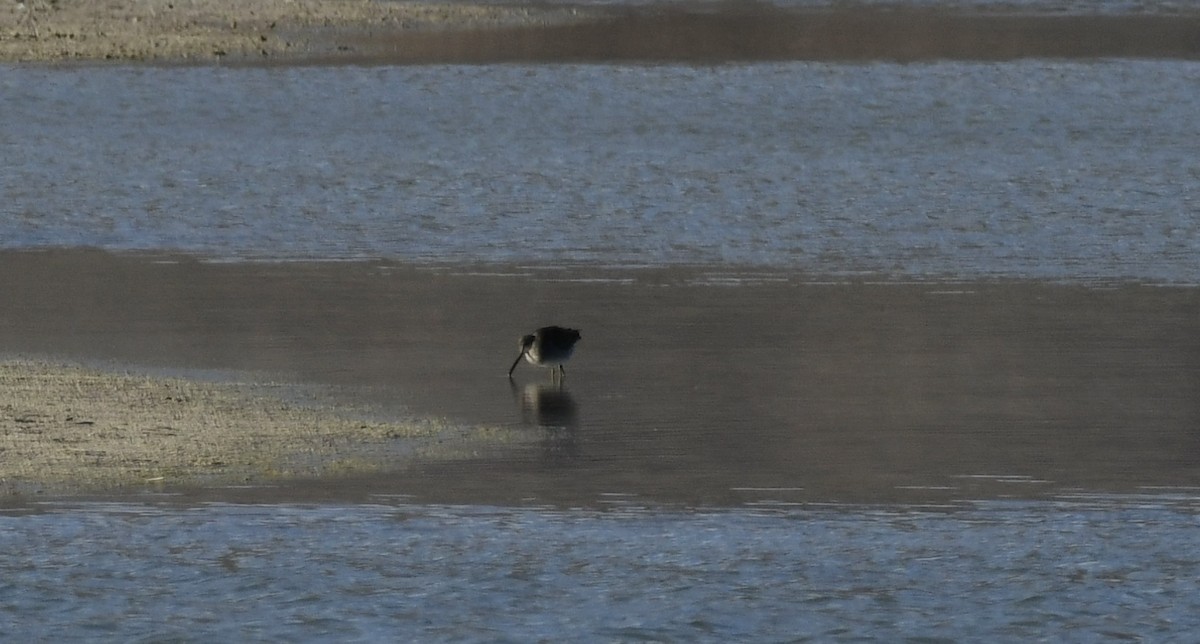 Long-billed Dowitcher - ML647021074
