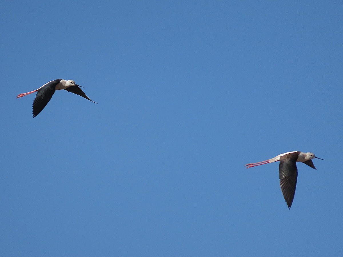 Black-winged Stilt - ML647021079